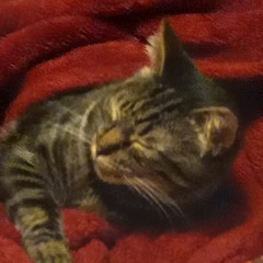 skyler