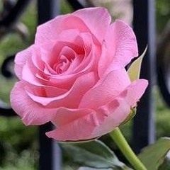 Babul Miah