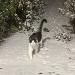 aumracompuma