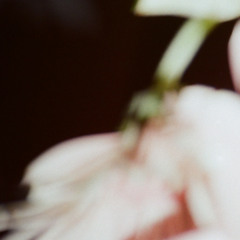 pangs__