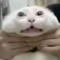 sh0skahel