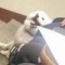 Crazy Dog in a class