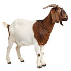 LaCabra 2026
