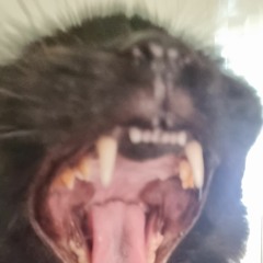 MamaVirgin