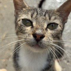 vievls - some other version of you