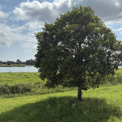 Still Lake