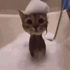 Kot