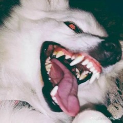 DogMaw