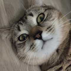 Persik