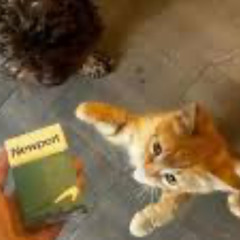 Newport Kitty