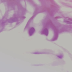 sashman23