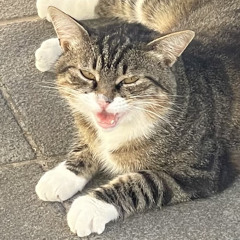 Raly