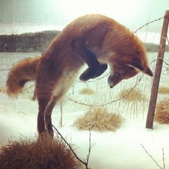 slyfox