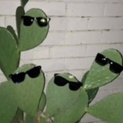 Cool Cactus