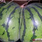 WatermelonFelon