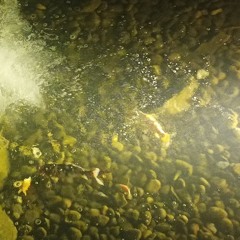 freiksen