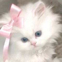 モモンガ꒰՞o̴̶̷̤ᾥo̴̶̷̤՞꒱