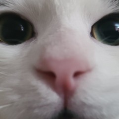 Hailey