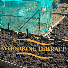 Woodbineterrace