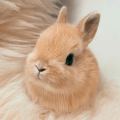 レイ