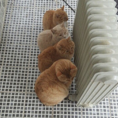 warmthingsforcat