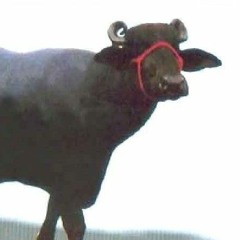 Dhruv