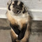 Jesusbipedal