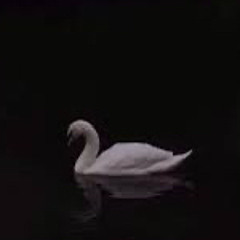 🥀𖣂 🦢 𝒦𝓎𝓂 🦢𖣂🥀