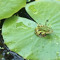 frogfairy
