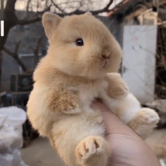 오렌지