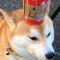 Console Doggo