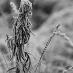 Endless Fields