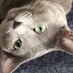 chikahana