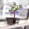 BOB THE BONSAI