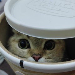 catinhide