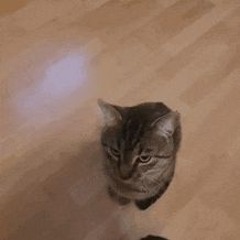 HAMM