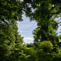 Lavender Season demo