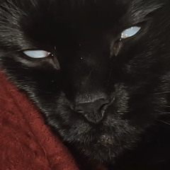 Mirthless Cat