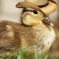 A DUCK WITH NO BRIM