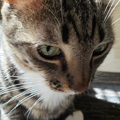 Dilly