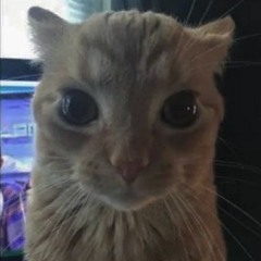 chat et viens