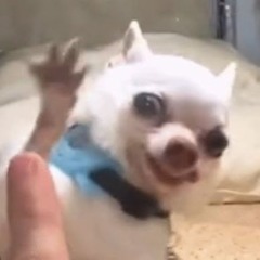 duntfkwif_terrible