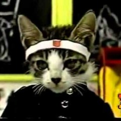 cat
