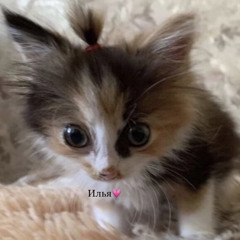 соник