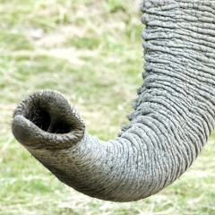 Glistering Purple-ish