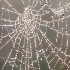 WEBBLE
