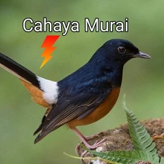 Cahaya Murai