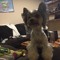 Matt_sdf