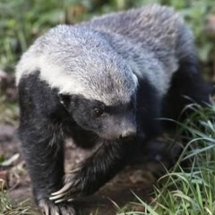 a-weaseling-weasel