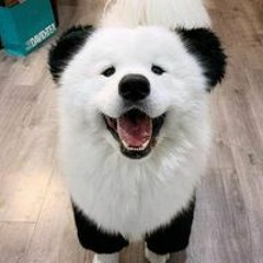 Bờ Vai Vững Chắc